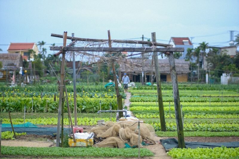 綠色照護（Green Care）在國際間已發展多年。(圖片來源/pexels)