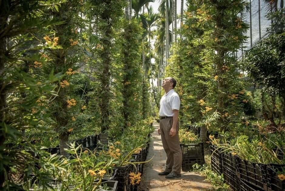 順天堂藥廠在南投成功培育30萬株流蘇石斛。(圖片來源/順天堂)