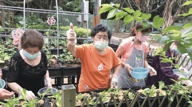 日照規劃種菜課程，讓阿嬤很有成就感。(圖片來源/政府)