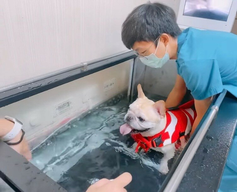 寵樂動物醫院具有水療機設備。(圖片來源/寵樂動物醫院)
