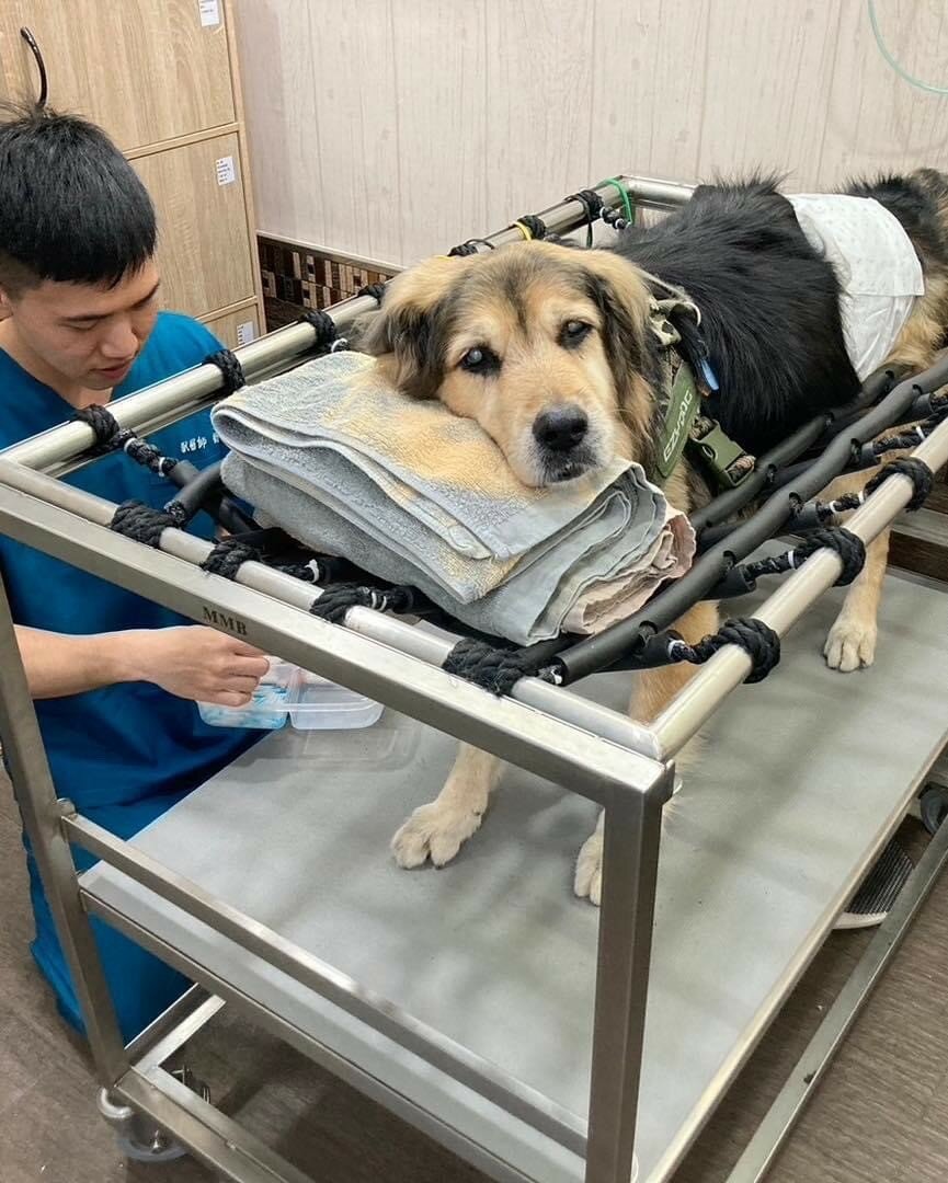 診療檯上的寵物犬正安穩地接受針灸治療。(圖片來源/寵樂動物醫院)
